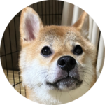 じゃんまけ